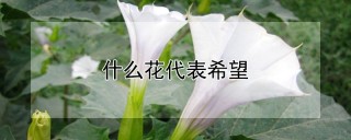 什么花代表希望,第1图