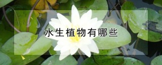 水生植物有哪些,第1图