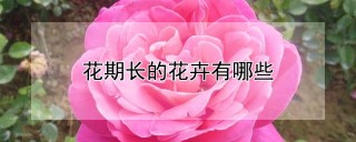 花期长的花卉有哪些,第1图