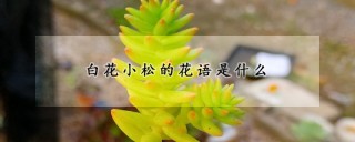 白花小松的花语是什么,第1图