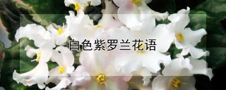 白色紫罗兰花语,第1图