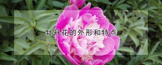 牡丹花的外形和特点,第1图