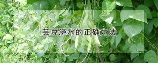 芸豆浇水的正确方法,第1图