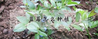 蓝莓怎么种植,第1图