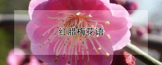 红腊梅花语,第1图