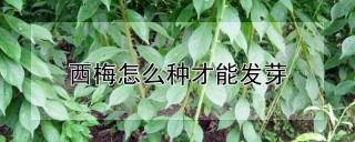 西梅怎么种才能发芽,第1图