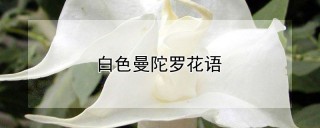 白色曼陀罗花语,第1图