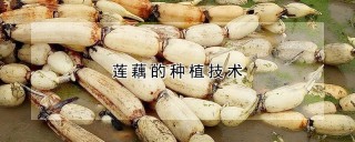 莲藕的种植技术,第1图