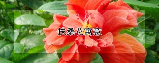 扶桑花寓意,第1图