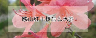 映山红干枝怎么水养,第1图