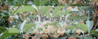 金桂是树还是花?,第1图