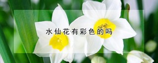 水仙花有彩色的吗,第1图