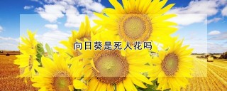 向日葵是死人花吗,第1图