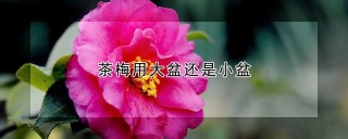 茶梅用大盆还是小盆,第1图