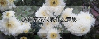 送白菊花代表什么意思,第1图