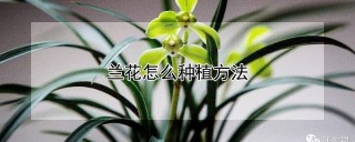 兰花怎么种植方法,第1图