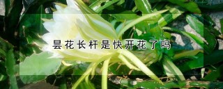 昙花长杆是快开花了吗,第1图