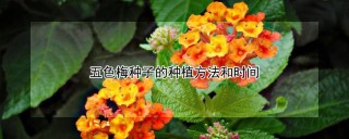 五色梅种子的种植方法和时间,第1图