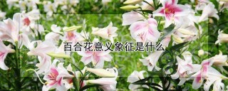 百合花意义象征是什么,第1图