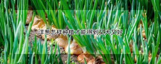 洋葱怎样种植才能得到又大又好,第1图