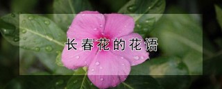 长春花的花语,第1图