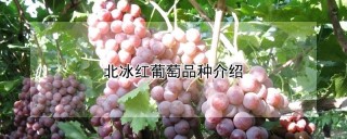 北冰红葡萄品种介绍,第1图