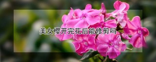 美女樱开完花后能修剪吗,第1图