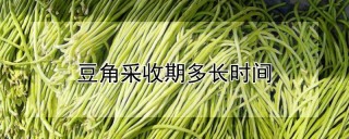 豆角采收期多长时间,第1图