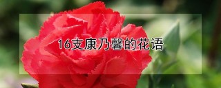 16支康乃馨的花语,第1图