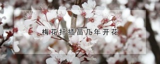 梅花扦插苗几年开花,第1图