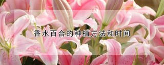 香水百合的种植方法和时间,第1图