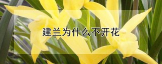 建兰为什么不开花,第1图