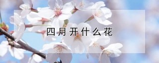 四月开什么花,第1图