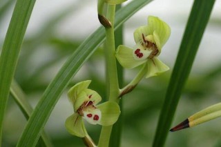 兰花种植方法，兰花的种植步骤,第5图