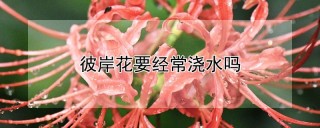 彼岸花要经常浇水吗,第1图