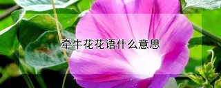 牵牛花花语什么意思,第1图