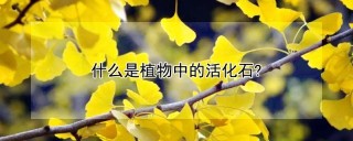 什么是植物中的活化石?,第1图