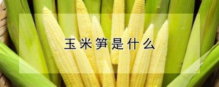 玉米笋是什么,第1图