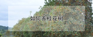 如何养桂花树,第1图