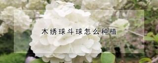 木绣球斗球怎么种植,第1图