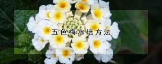 五色梅水培方法,第1图