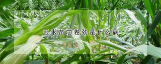 玉米苗芯卷劲是什么病,第1图