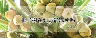 椰子树在北方能冻死吗,第1图