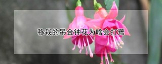 移栽的吊金钟花为啥会打蔫,第1图