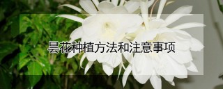 昙花种植方法和注意事项,第1图