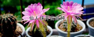 仙人球开花品种,第1图