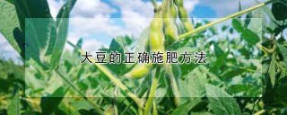 大豆的正确施肥方法,第1图