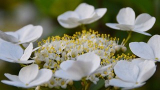 琼花与木绣球的区别,第1图