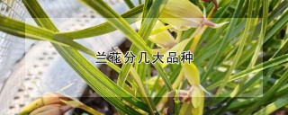 兰花分几大品种,第1图