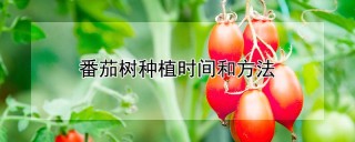 番茄树种植时间和方法,第1图